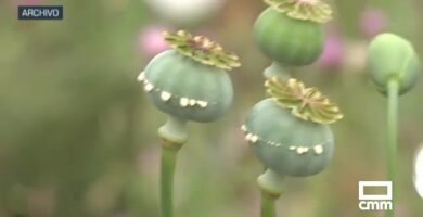 ¿Qué es una amapola?