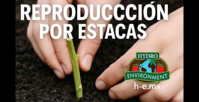 ¿Qué es una estaca?