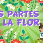 ¿Qué es una flor?